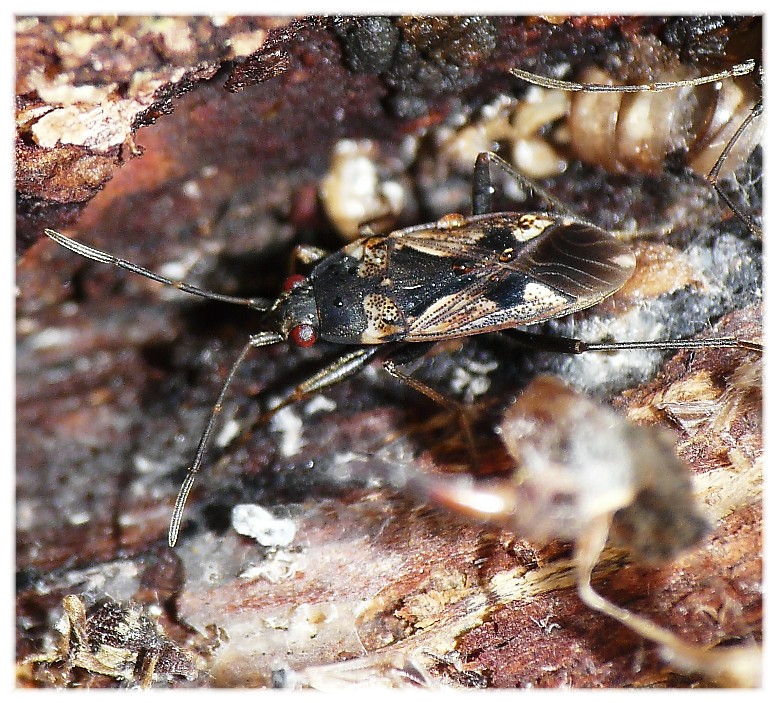 Sotto la corteccia........ Rhyparochromus vulgaris
